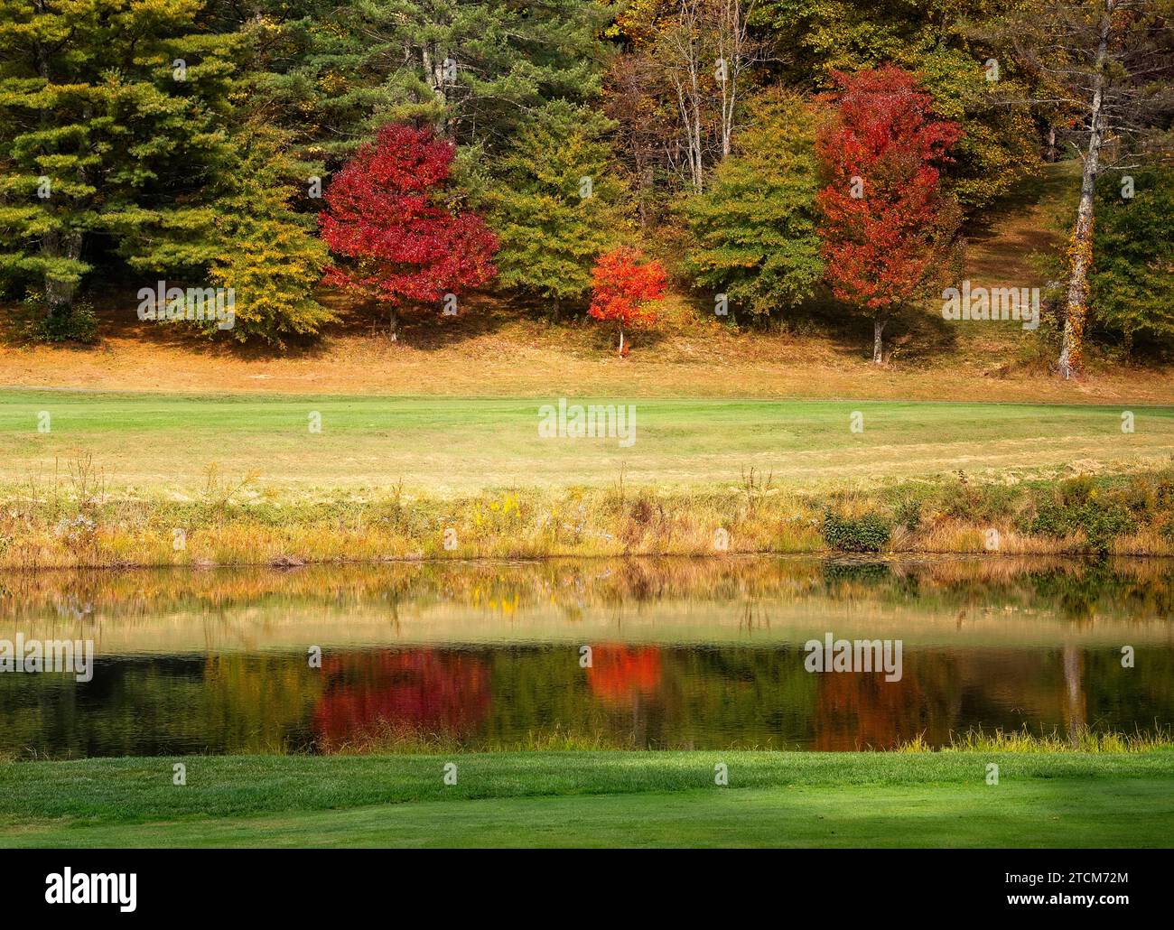 Colorful red trees in Autumn, reflecting on a pond in the woodlands of