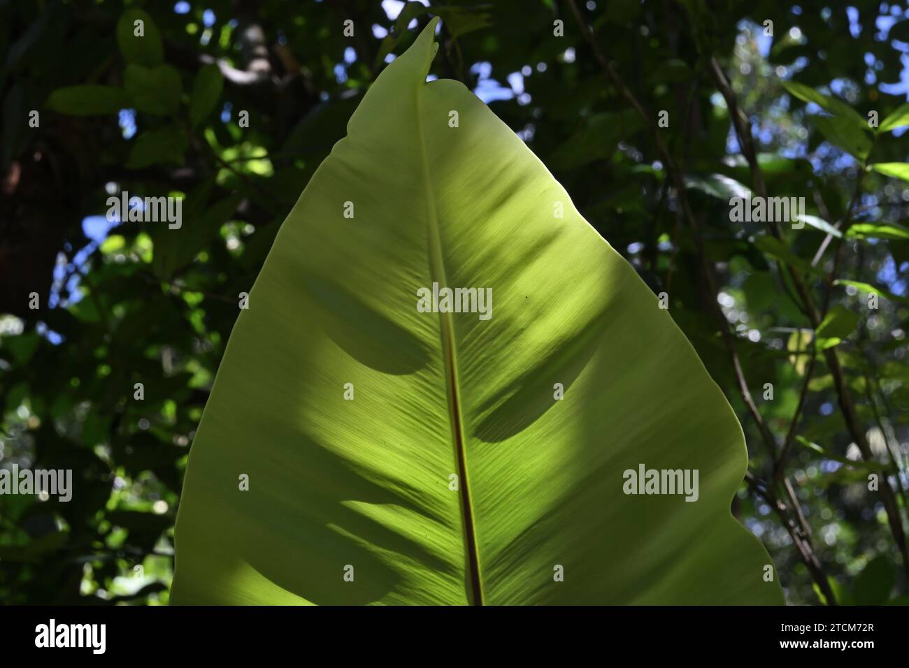 Underside view of a large Bird's nest fern leaf tip (Asplenium Nidus