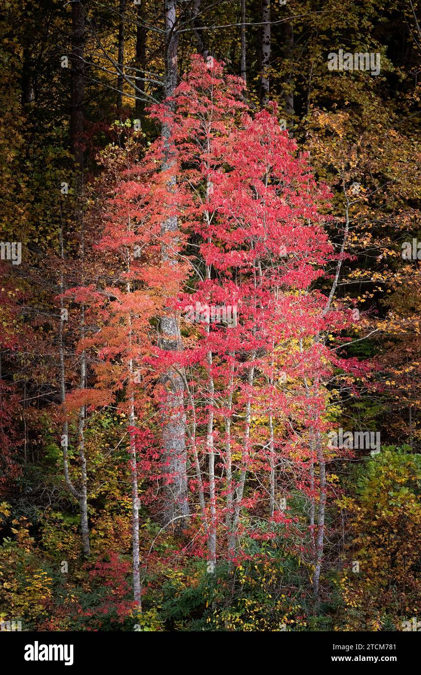 Red vibrant tree, stands out among the golden colors in the woods. Stock Photo