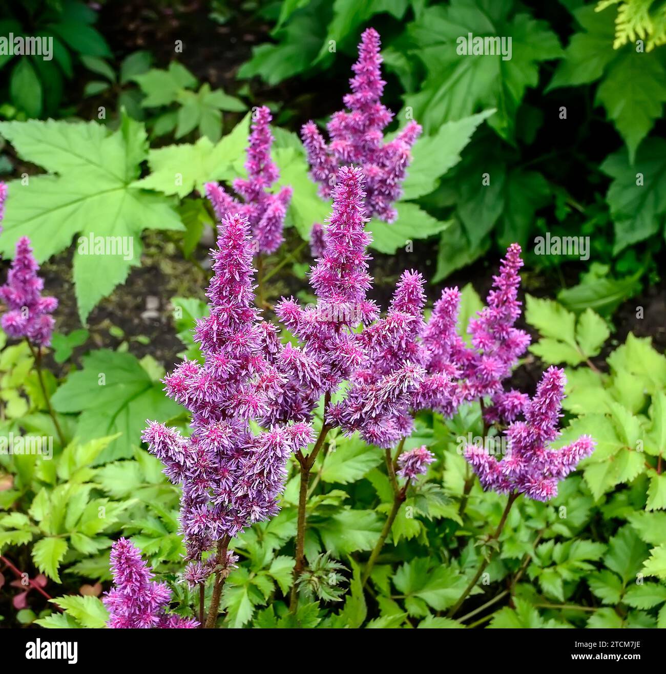 Purple pink fluffy inflorescence of Astilbe chinesis variety Pumila in summer garden on blurred foliage background, close up. Also known as falce spir Stock Photo