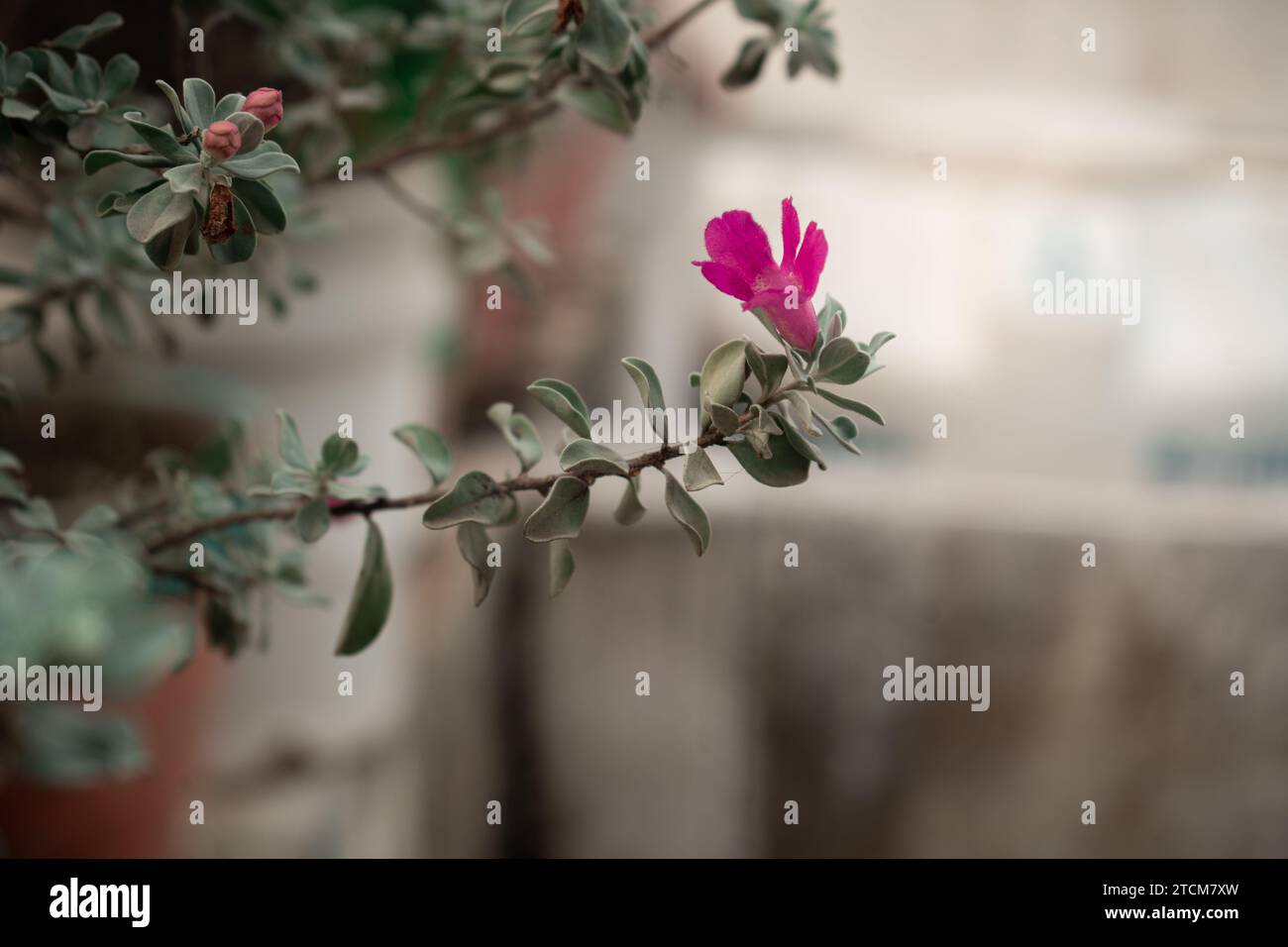 Beutiful pink flower 4k wallpaper Stock Photo