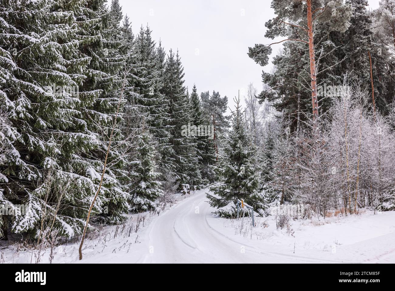 Winter road winds through tranquil forest with snow-covered pine trees ...