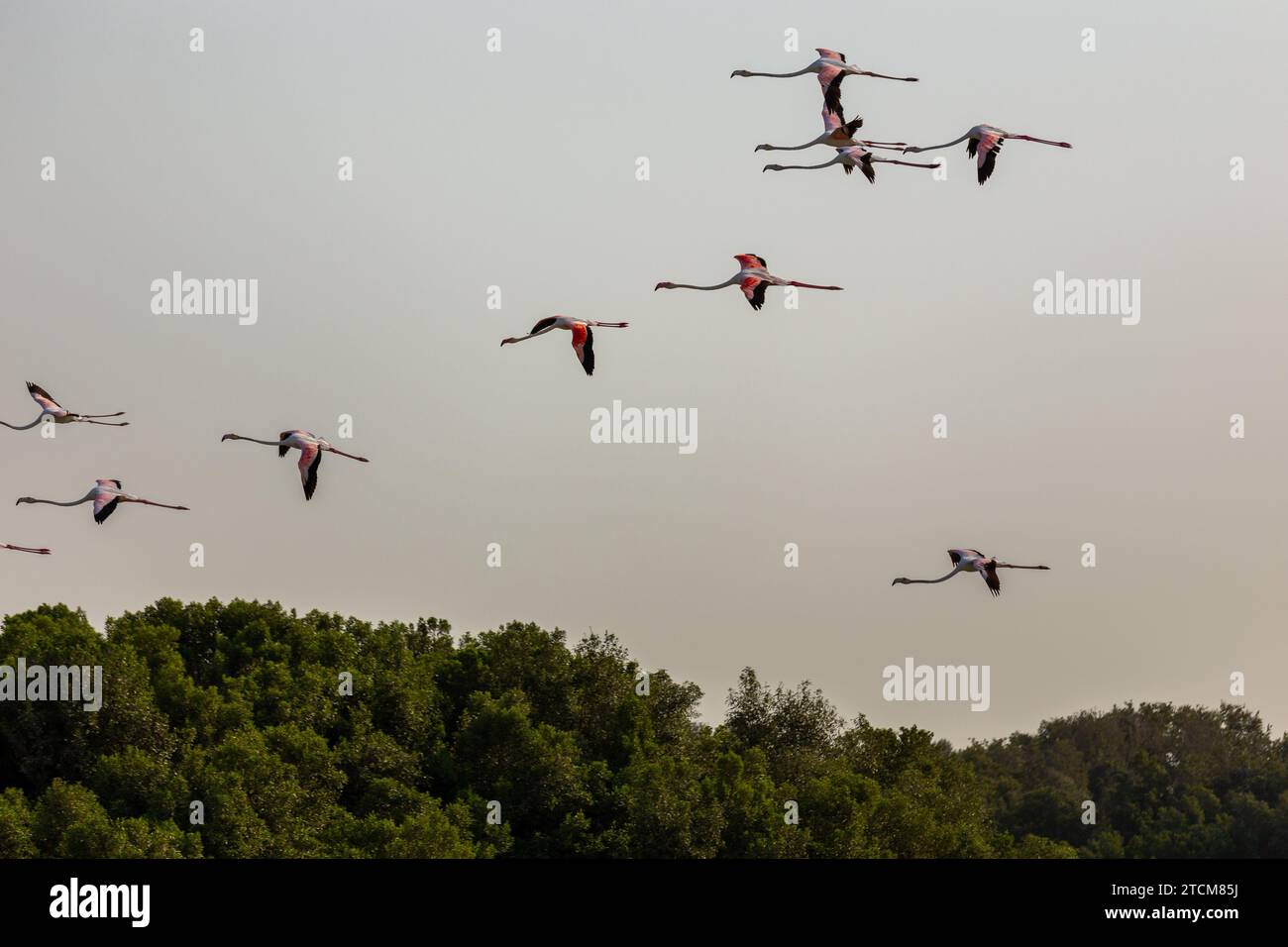 Flock of Greater Flamingos (Phoenicopterus roseus) flying over mangrove forests in Ras Al Khor Wildlife Sanctuary in Dubai, sunset sky. Stock Photo