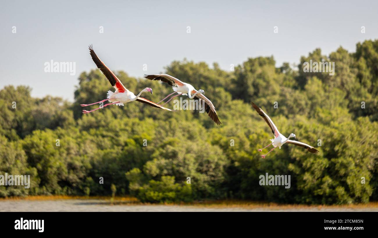 Three Greater Flamingos (Phoenicopterus roseus) flying over mangrove forest in Ras Al Khor Wildlife Sanctuary in Dubai, UAE. Stock Photo