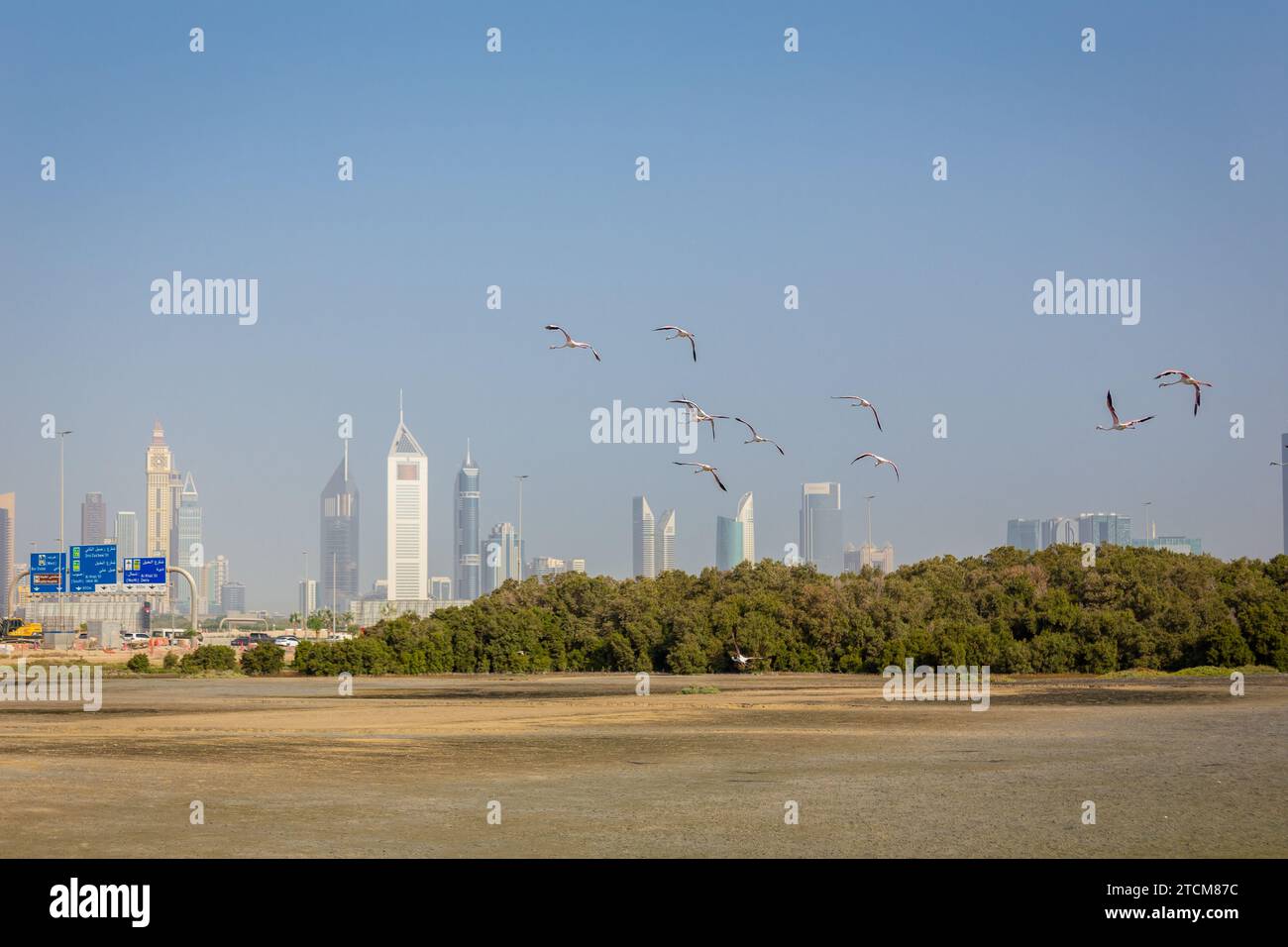 Dubai, UAE, 18.09.22. Flock of Greater Flamingos (Phoenicopterus roseus) over mangrove forests of Ras Al Khor Wildlife Sanctuary in Dubai. Stock Photo