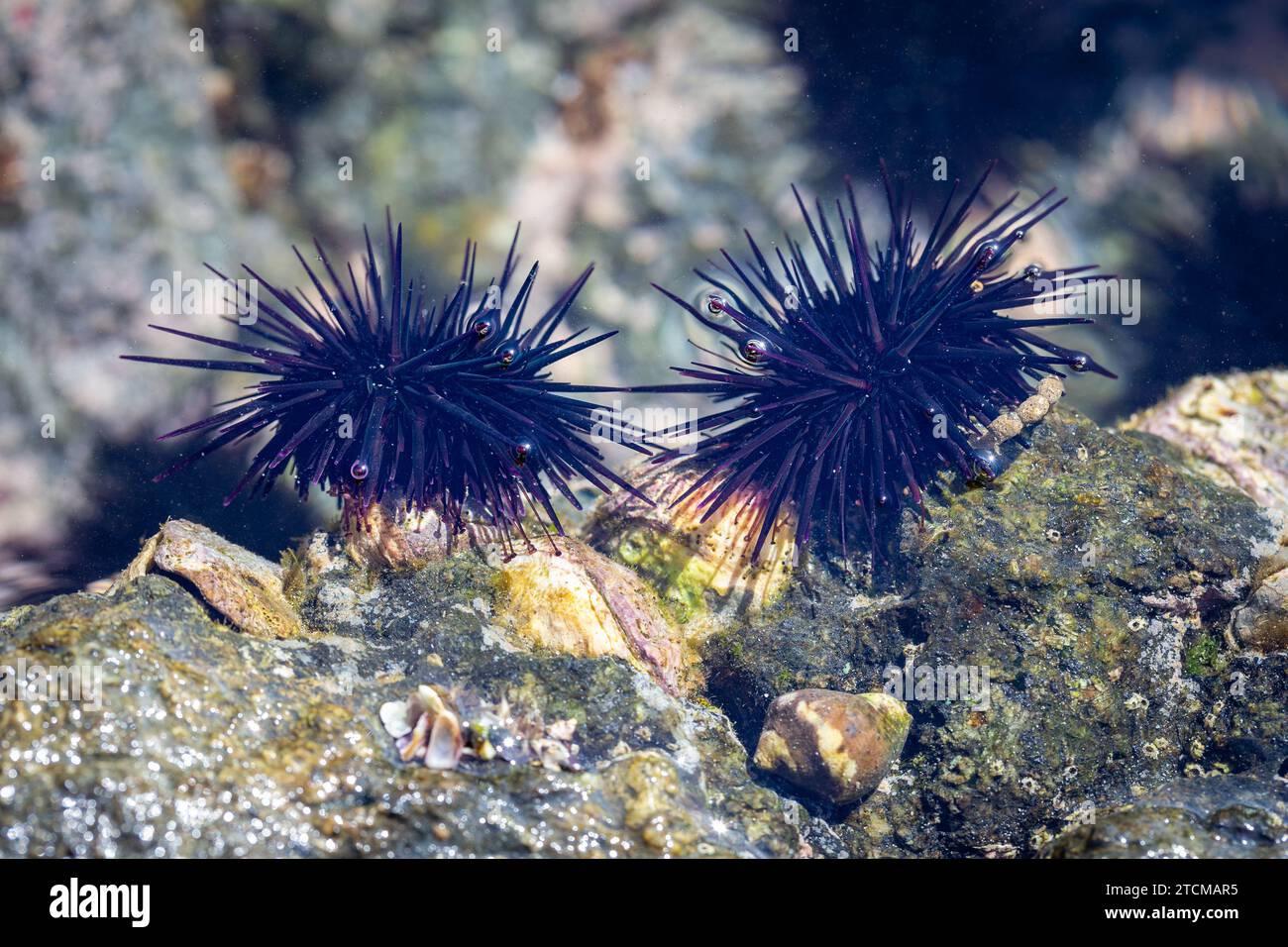 A pair of sea urchins in the Pacific Ocean along the western coast of Costa Rica.  Concepts could include marine biology, nature, travel, tourism, foo Stock Photo