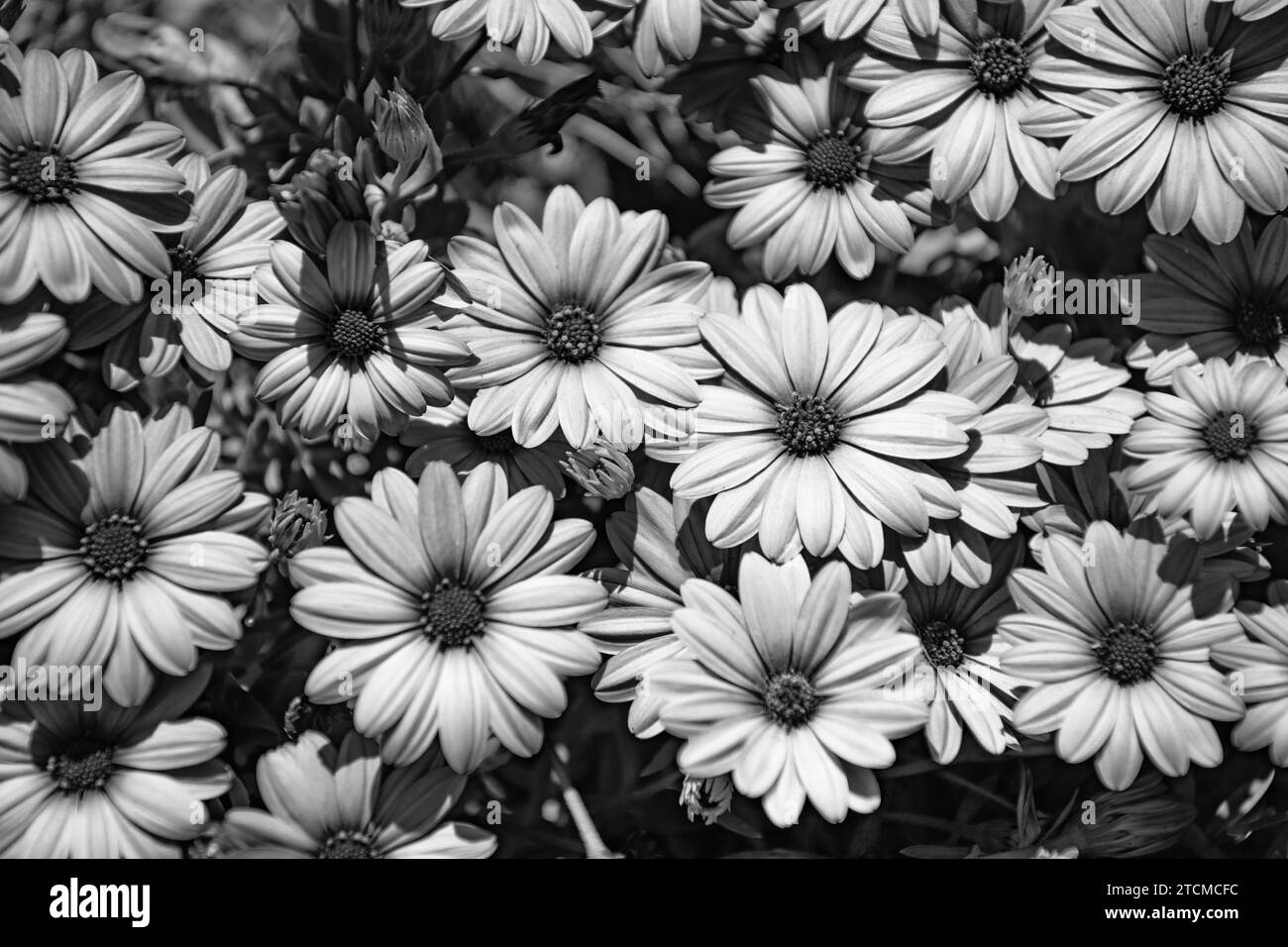 Daisy flower lilac Black and White Stock Photos \u0026 Images - Alamy, image size:1300x956