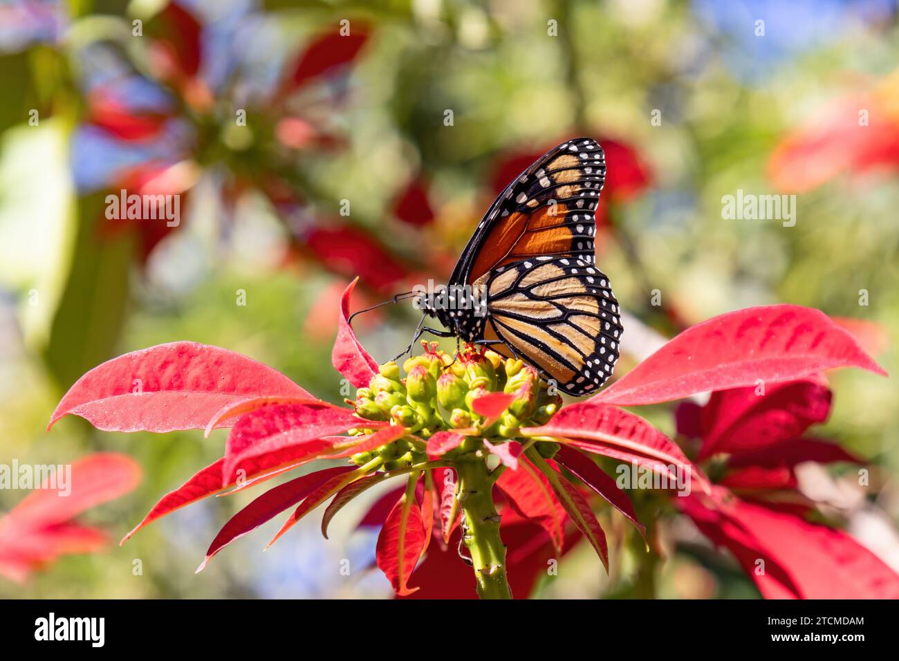 Showy monarch butterfly or simply monarch (Danaus plexippus) sucking nectar from a poinsettia (Euphorbia pulcherrima), Other common names are, milkwee Stock Photo
