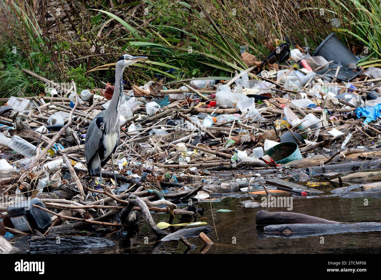 Grey Heron fishing amidst plastic waste. Stock Photo