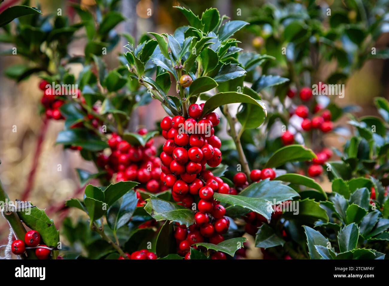 Vibrant holly berries on a bush in winter Stock Photo