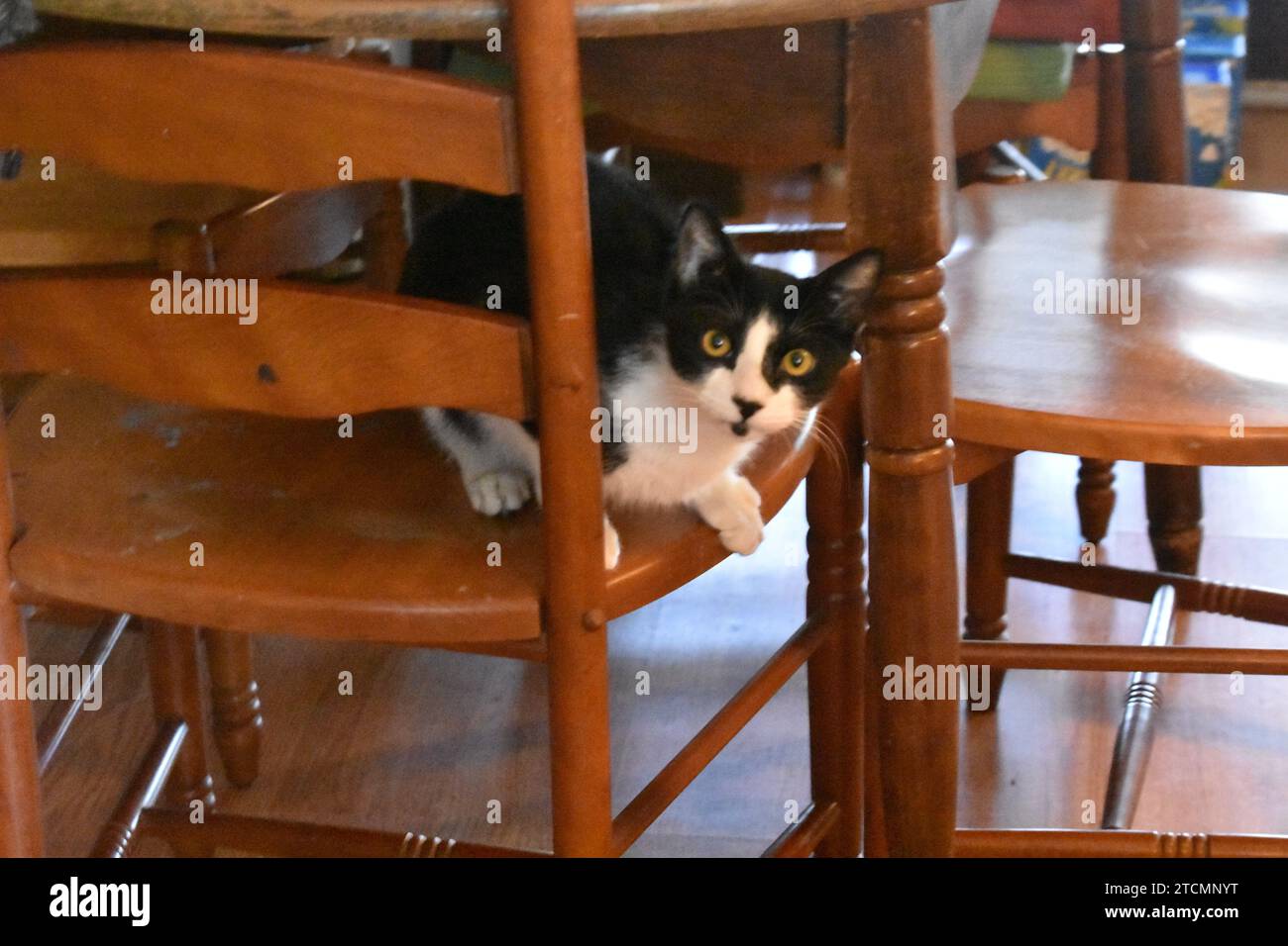 Tuxedo cats hi-res stock photography and images - Page 3 - Alamy