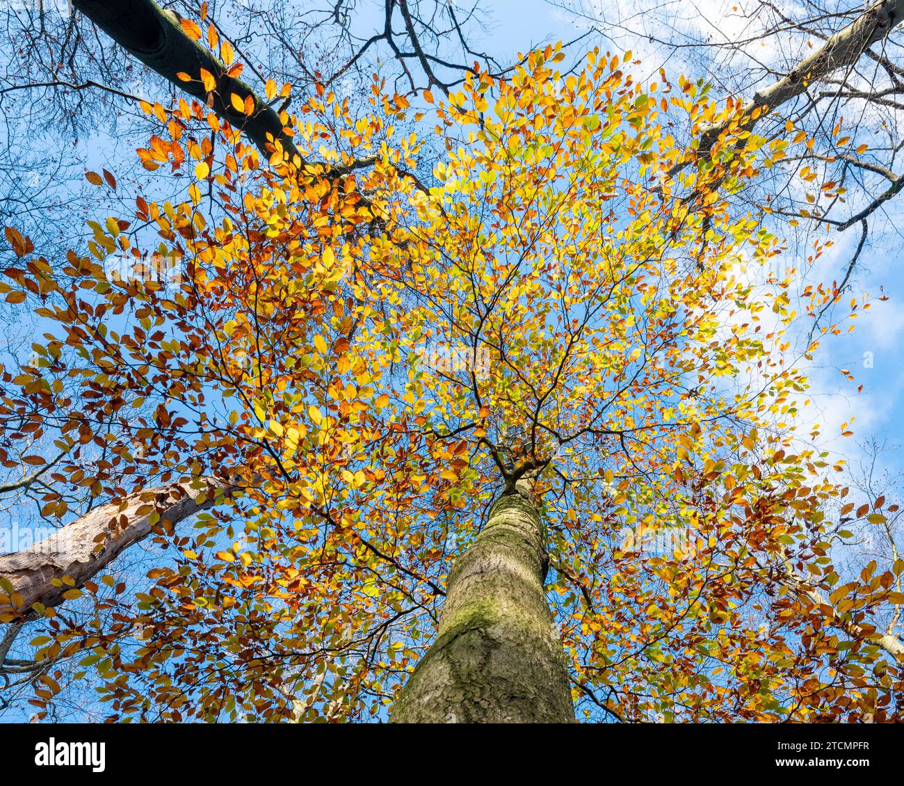 last beech tree in the fall with yellow and orange leaves of autumn against blue sky Stock Photo