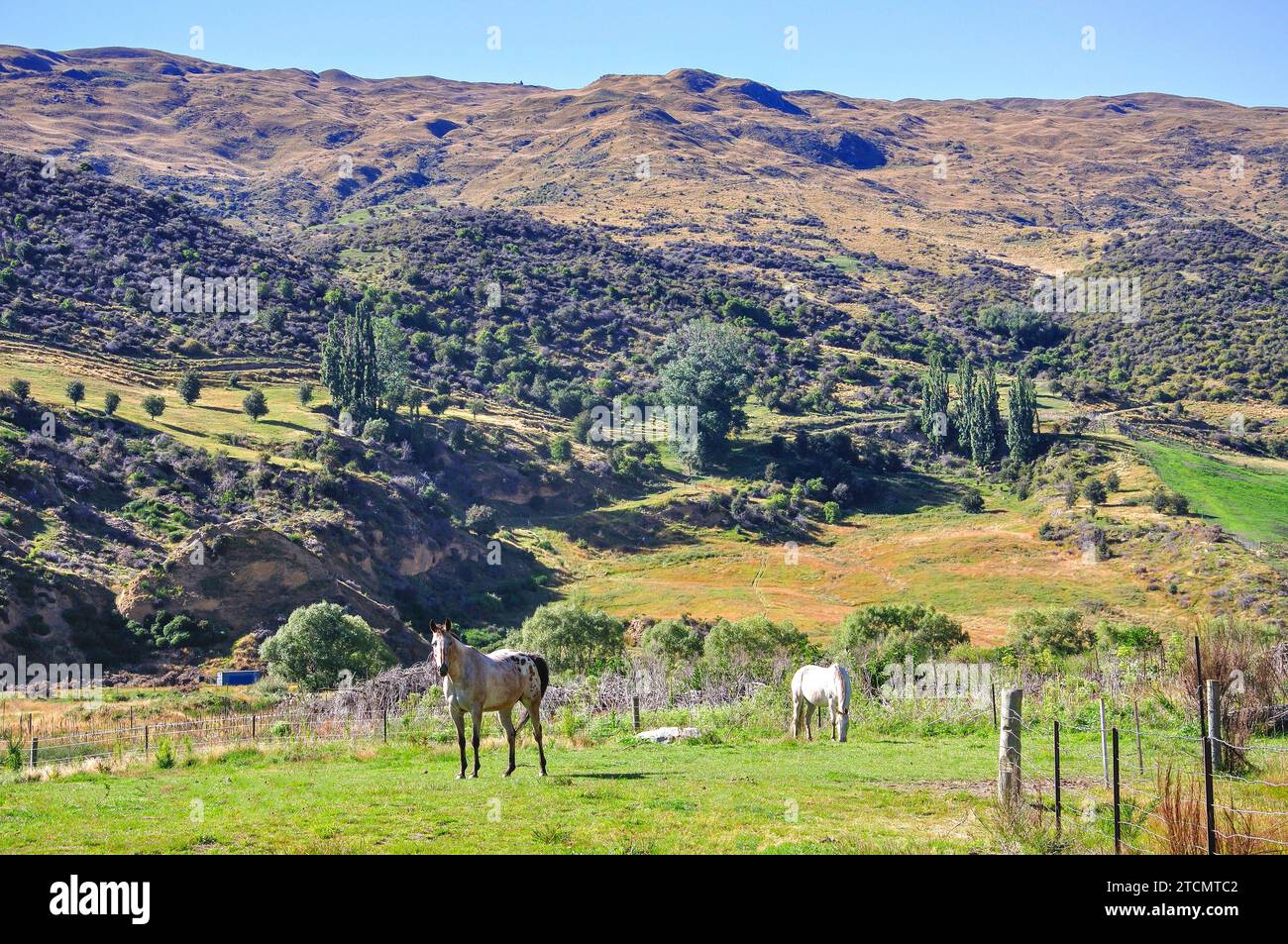 Horse in field, Cardrona, Otago Region, South Island, New Zealand Stock Photo