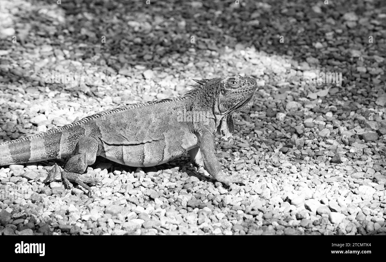 iguana lizard on stony ground. iguana lizard outside. iguana lizard in ...