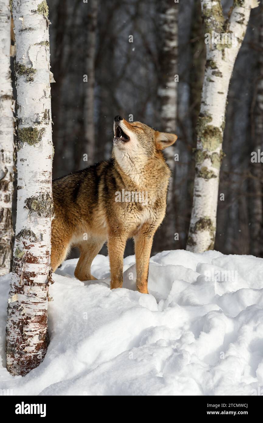 Coyote (Canis latrans) Howls Eyes Closed Next to Birch Trees Winter - captive animal Stock Photo