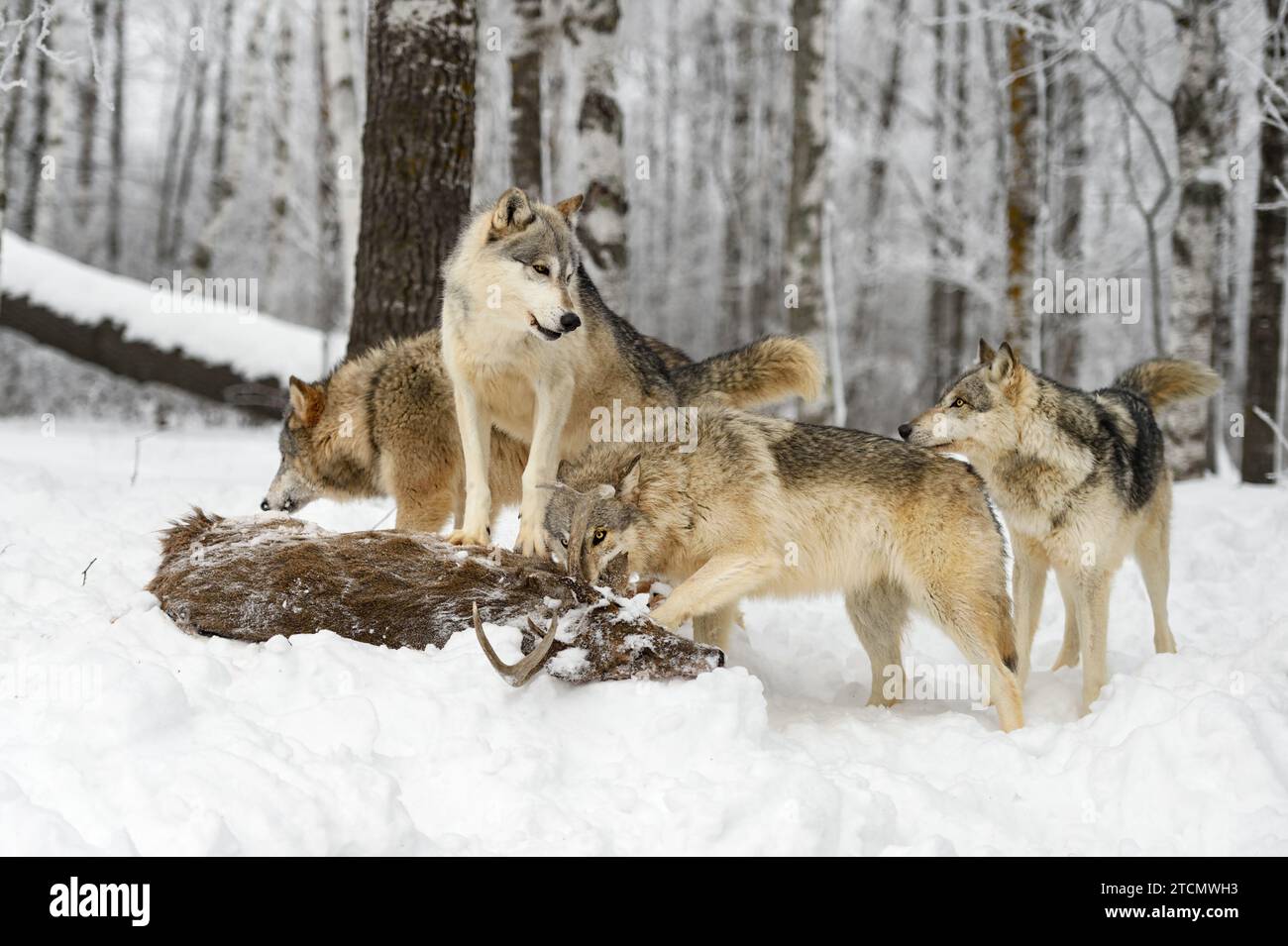 Grey Wolf Pack (Canis lupus) Gather Around Body of White-Tail Deer Winter - captive animals Stock Photo