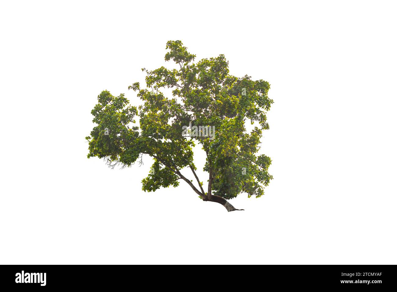 Lonely green tree isolated on white background Stock Photo