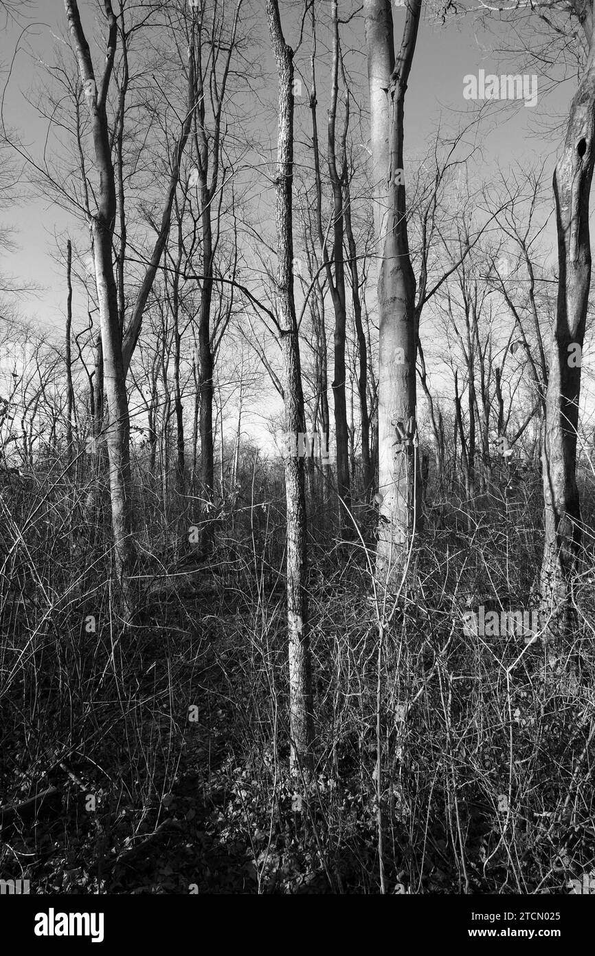 Maple leaf pictures Black and White Stock Photos & Images - Alamy