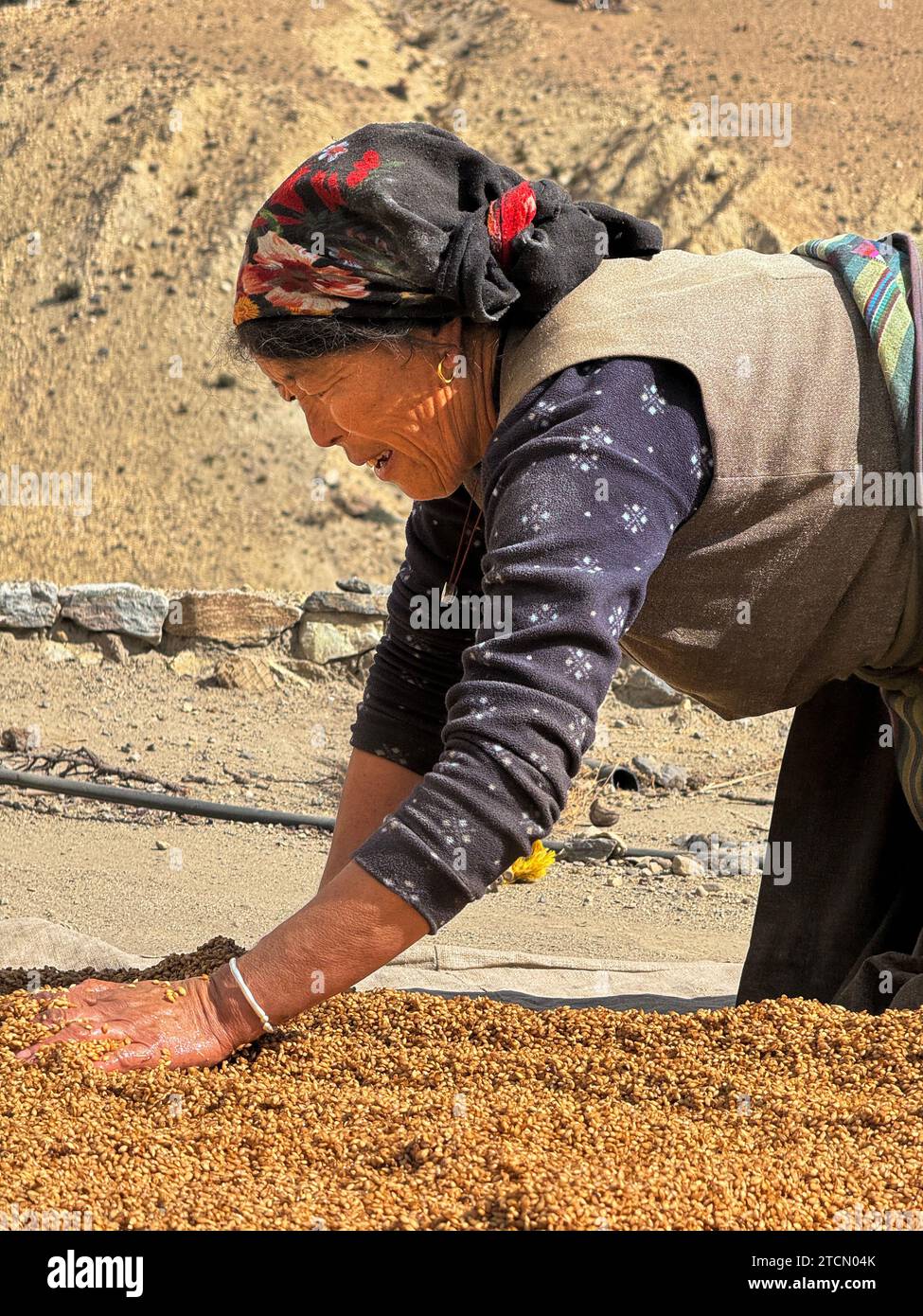 A woman cleans harvested barley in the  ancient village of Gami - Mustang District, Nepal Stock Photo