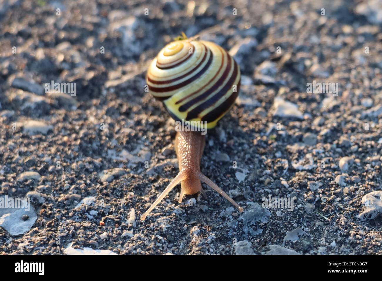 A macro shot of a small snail with a striped shell on a gravel surface Stock Photo