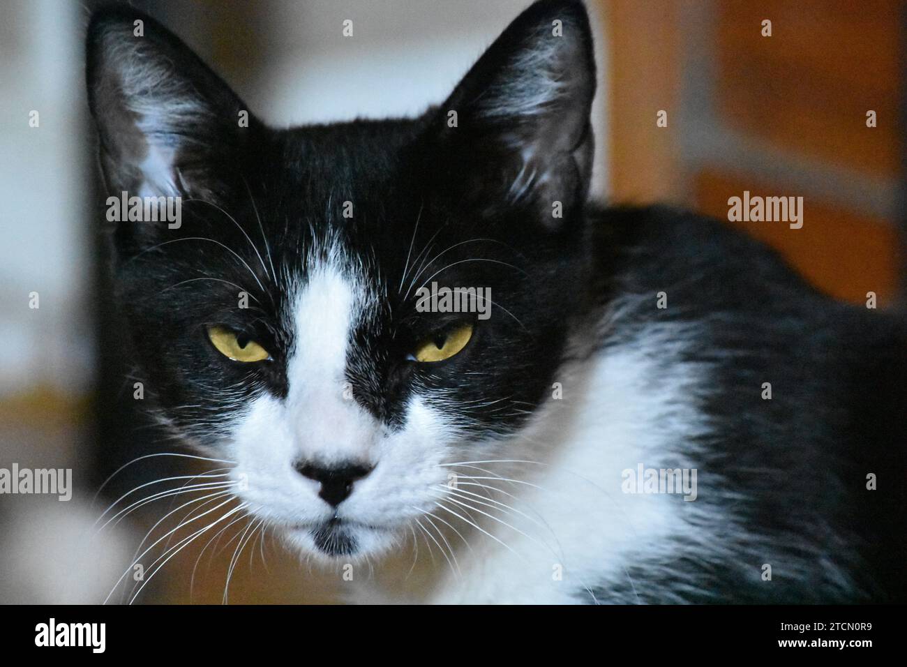 Fair Lawn, New Jersey, USA. 13th Dec, 2023. Tuxedo cat looking straight