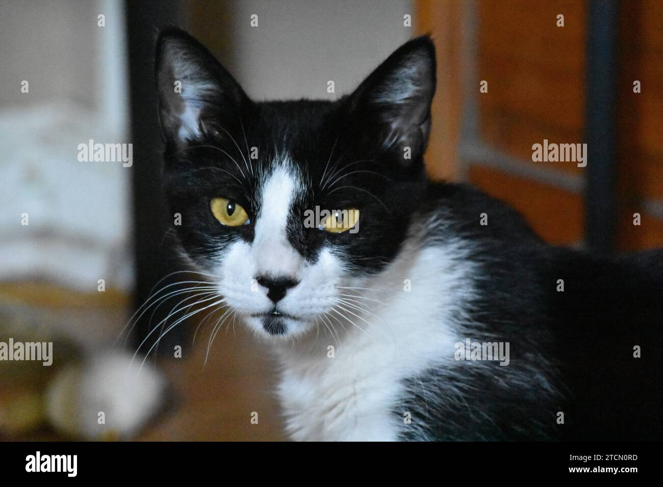 Famous tuxedo cats outlet