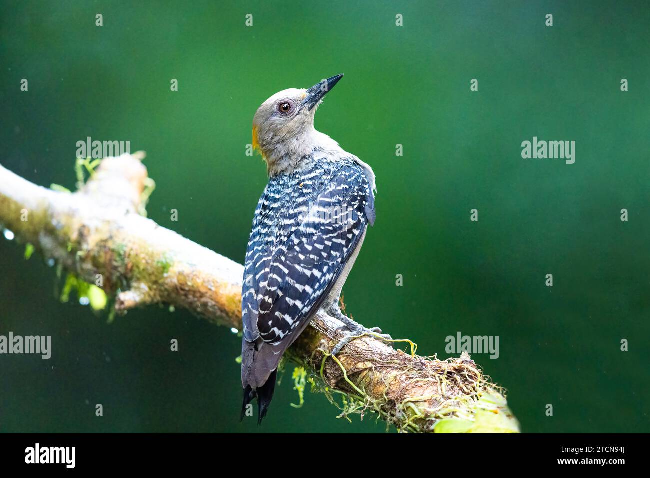 Hoffman's woodpecker perched on a tree branch Stock Photo