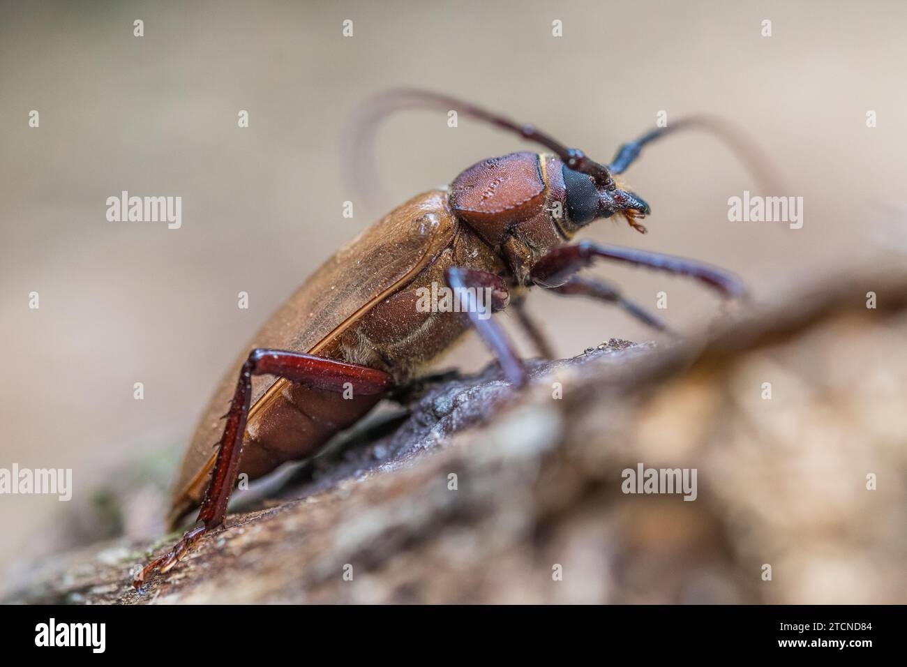 Agrianome spinicollis, the Australian Prionine Beetle Stock Photo