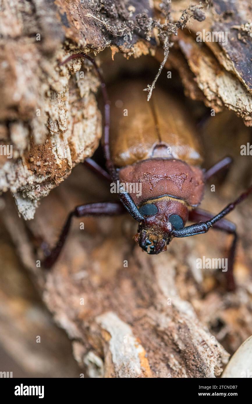 In a defensive stance, Agrianome spinicollis, the Australian Prionine Beetle, displays its formidable appearance. Stock Photo