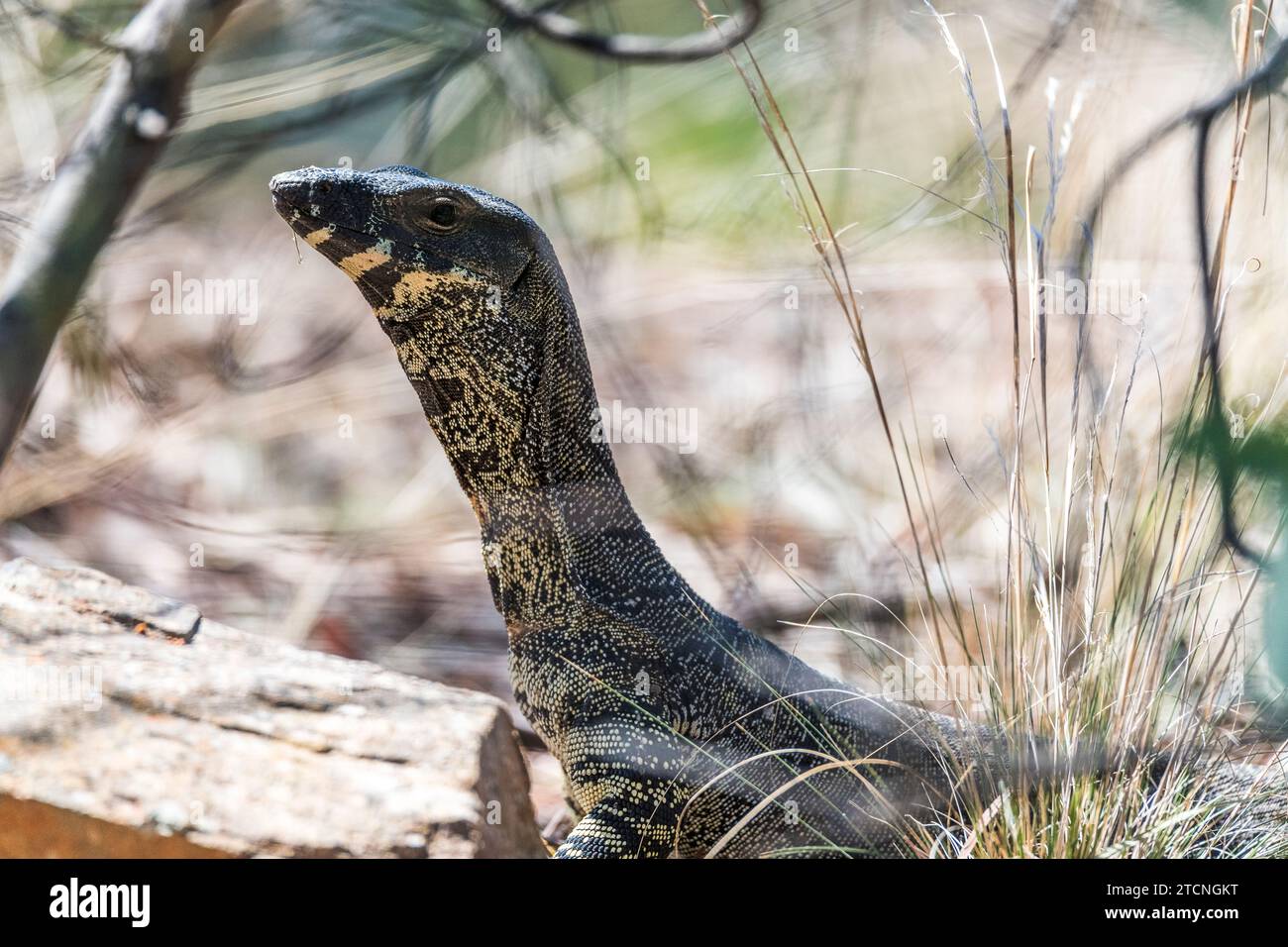 Varanus varius Portrait The Australian Monitor Lizard Stock Photo Alamy