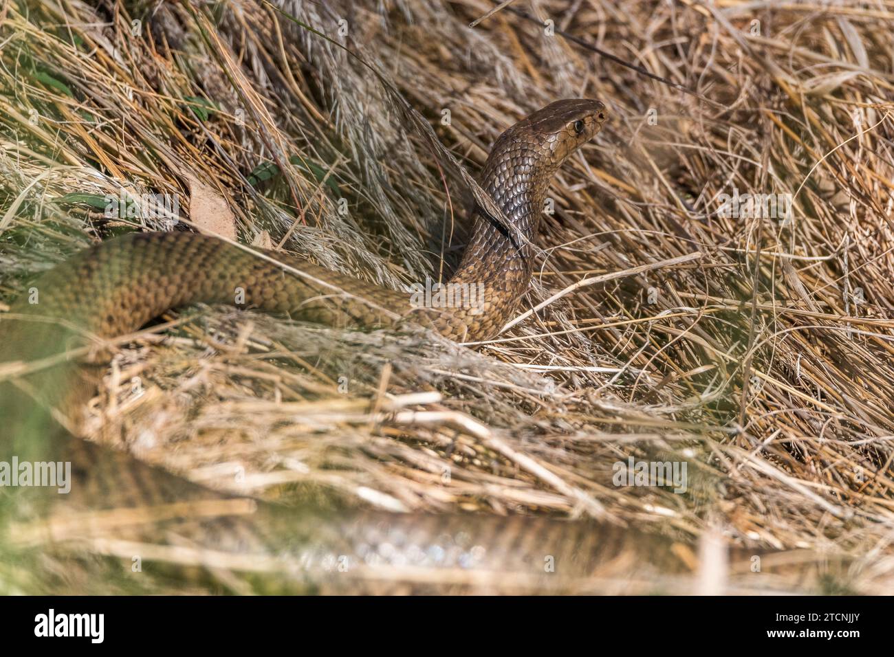 Pseudonaja textilis: The Stealthy Eastern Brown Snake in Dry Grass Stock Photo