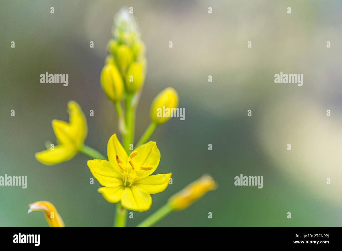 Bulbine bulbosa, bulbine lily, native leek, golden lily, or native onion Stock Photo
