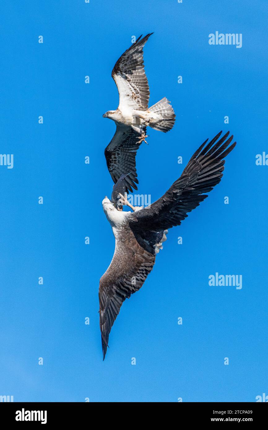 Icthyophaga leucogaster hi-res stock photography and images - Alamy