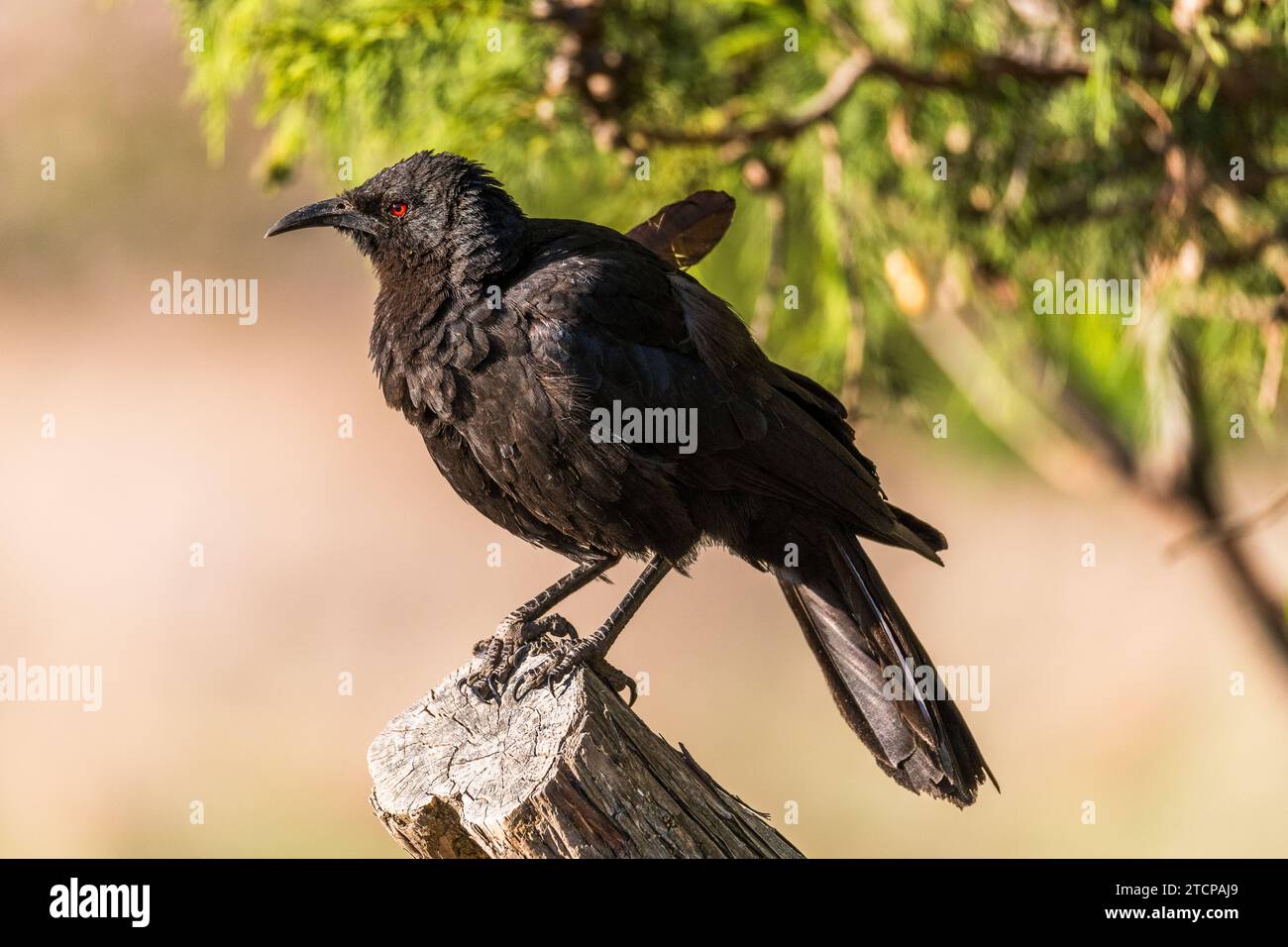 Corcorax White-Winged Chough (Corcorax melanorhamphos Stock Photo - Alamy