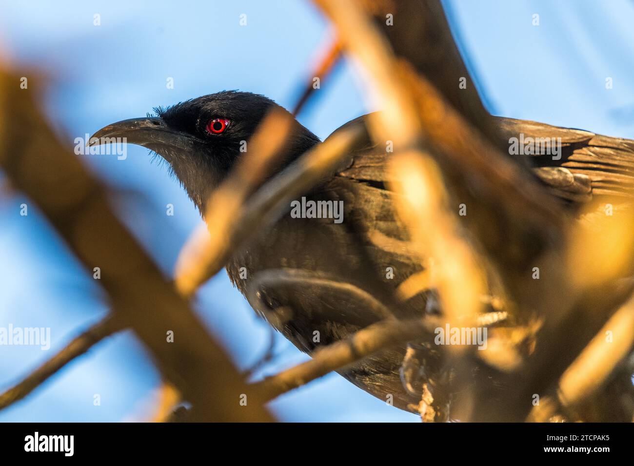 Corcorax White-Winged Chough (Corcorax melanorhamphos Stock Photo - Alamy