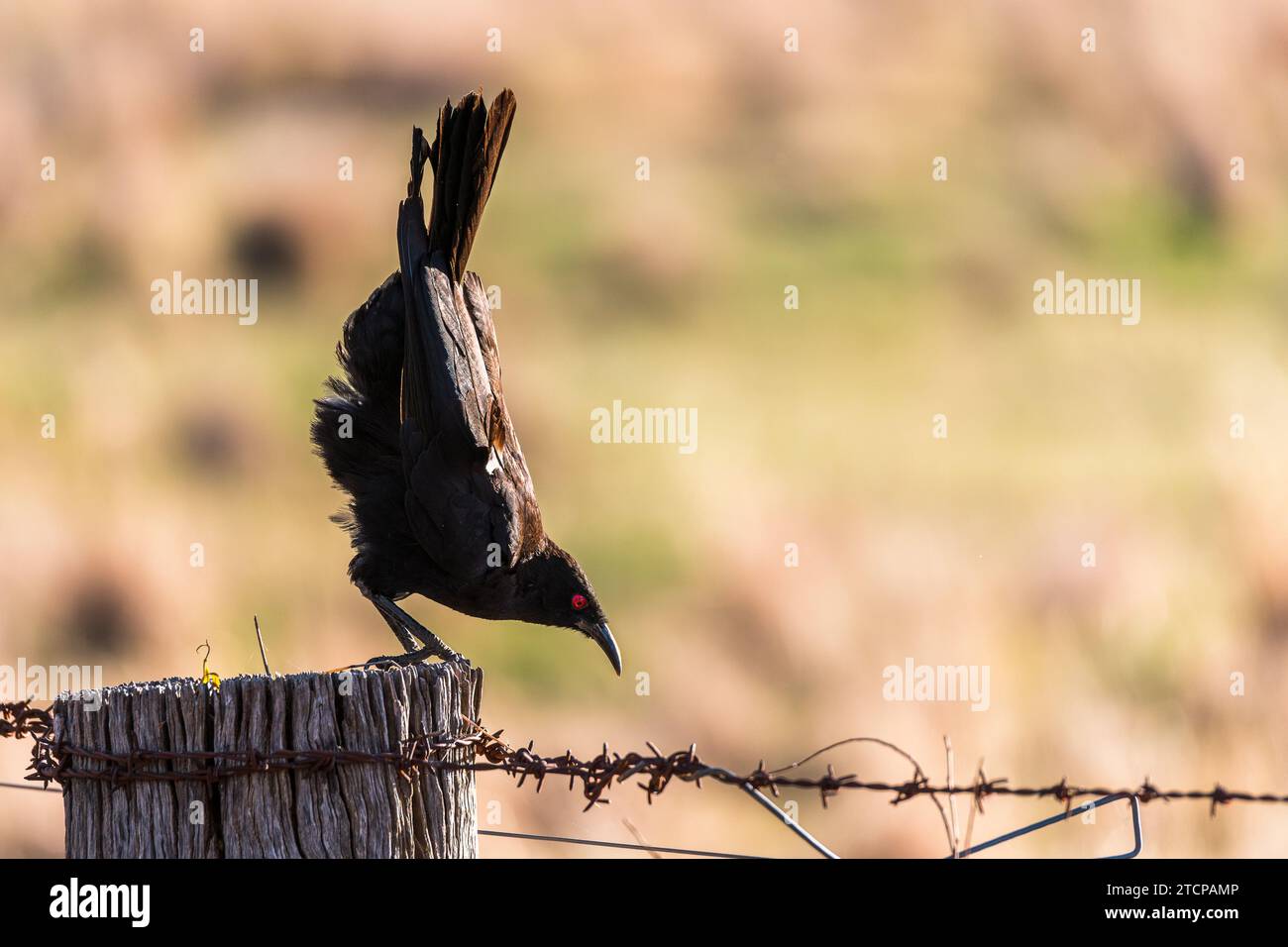 Corcorax White-Winged Chough (Corcorax melanorhamphos) Perched on a Fence Post ...