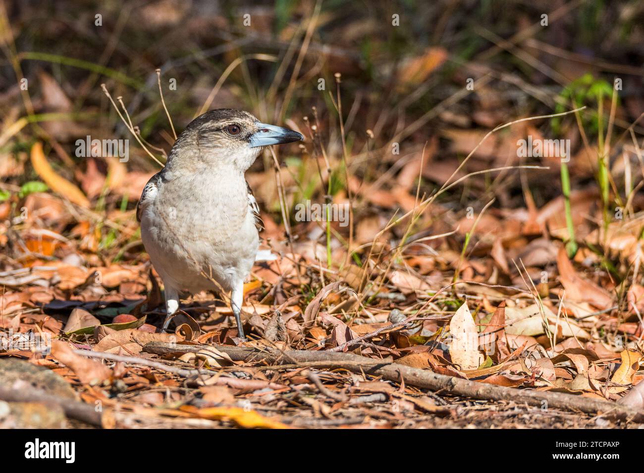 Pied butcherbird (Cracticus nigrogularis), juvenile. Stock Photo