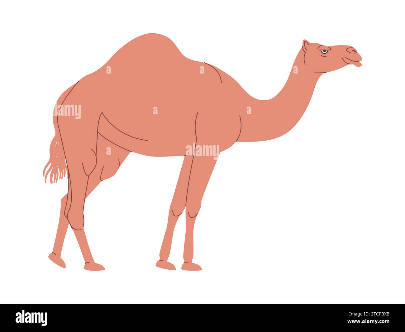 brown color camel have one hump wild nature animal desert transportation journey Stock Vector