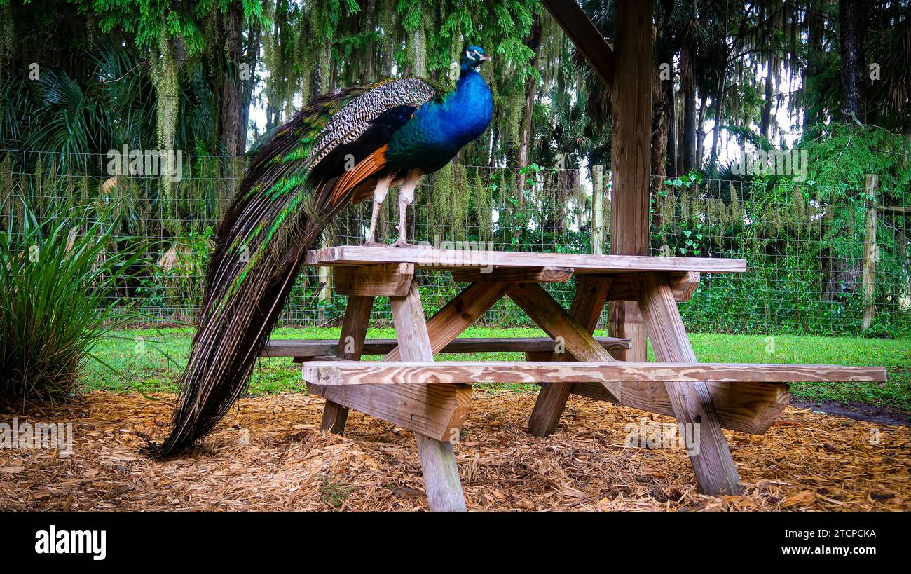 Peacock doing peacock things on an overcast florida afternoon Stock Photo