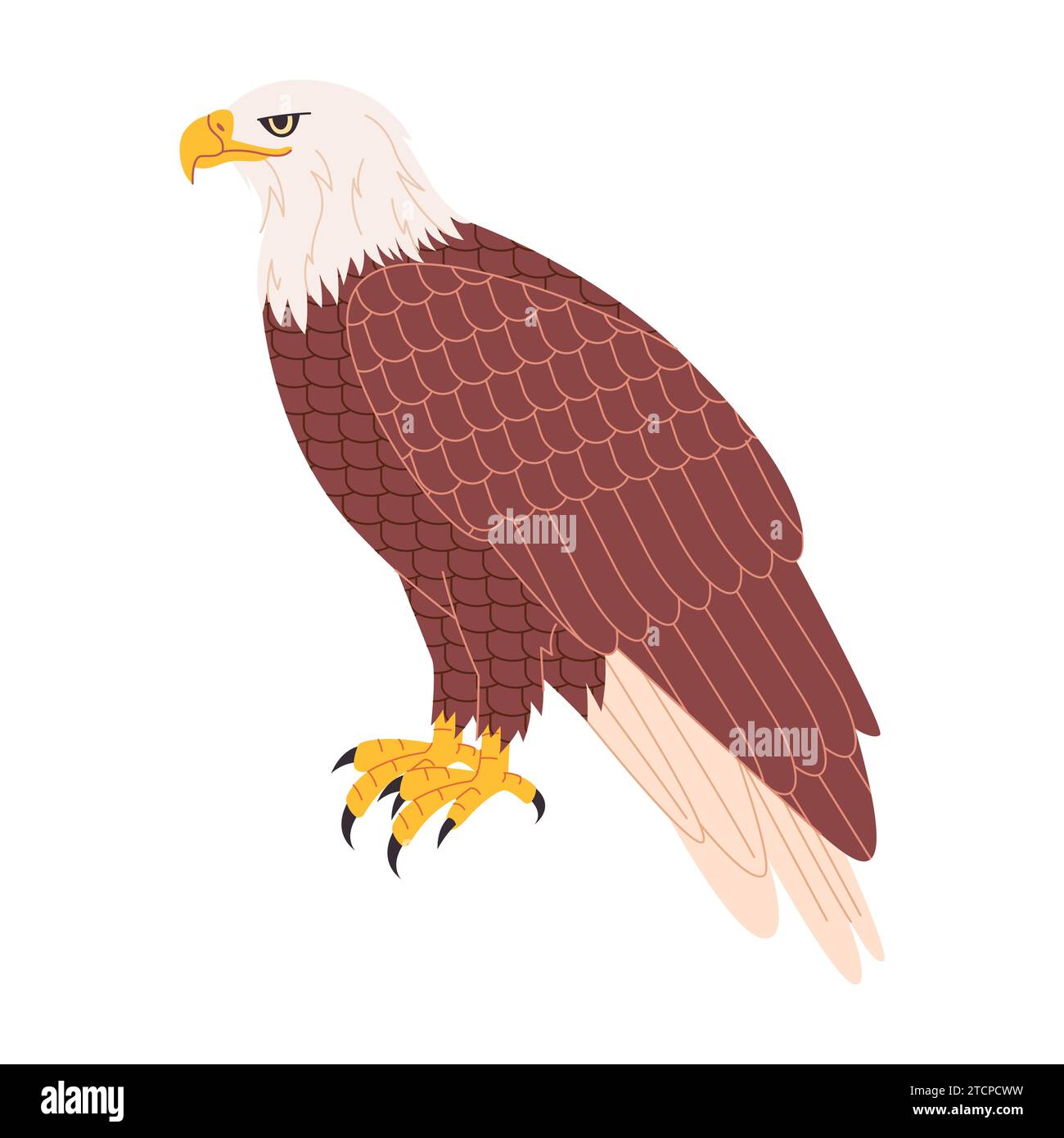 brown and white color bald eagle america national bird hunter predator