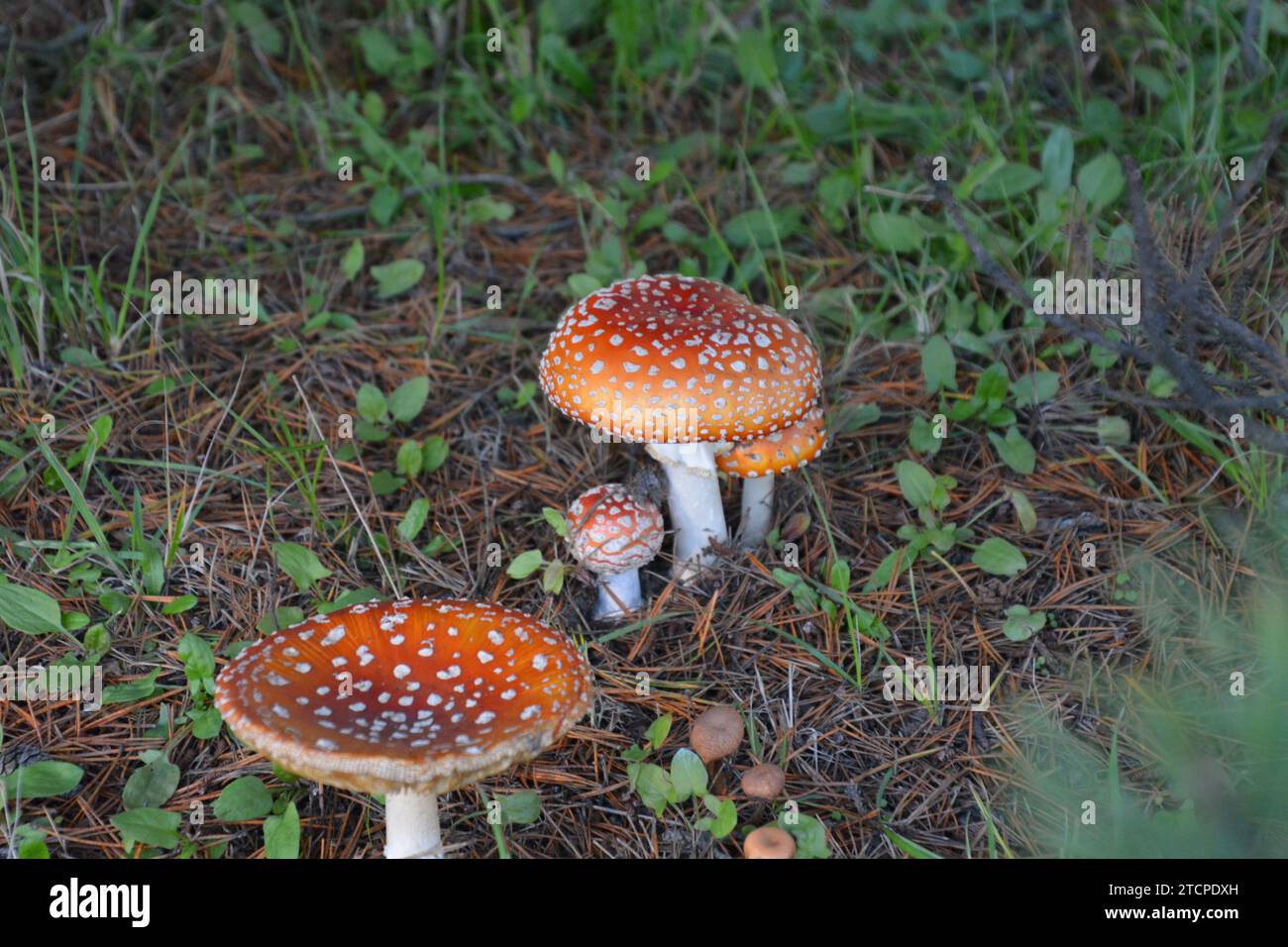 Bright red mushroom - Amanita muscaria, are very poisonous to humans and animals. These are from the Pacific Northwest in early fall. Stock Photo