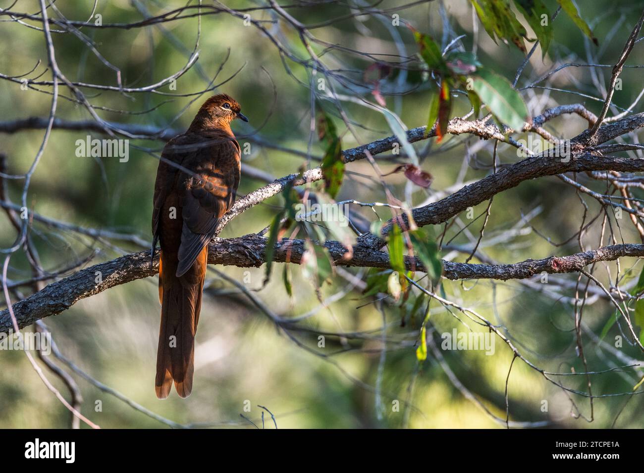 Brown Cuckoo-Dove (Macropygia phasianella): Subtle Elegance Stock Photo