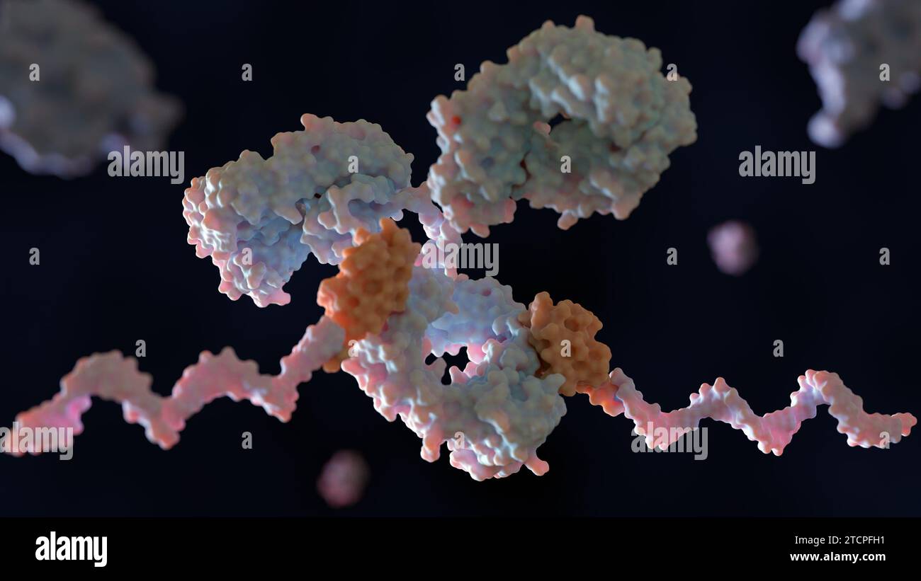 Conjugal of DNA to primary antibodies with protein G and linker for multiplexed cellular targeting: 3D rendering Stock Photo