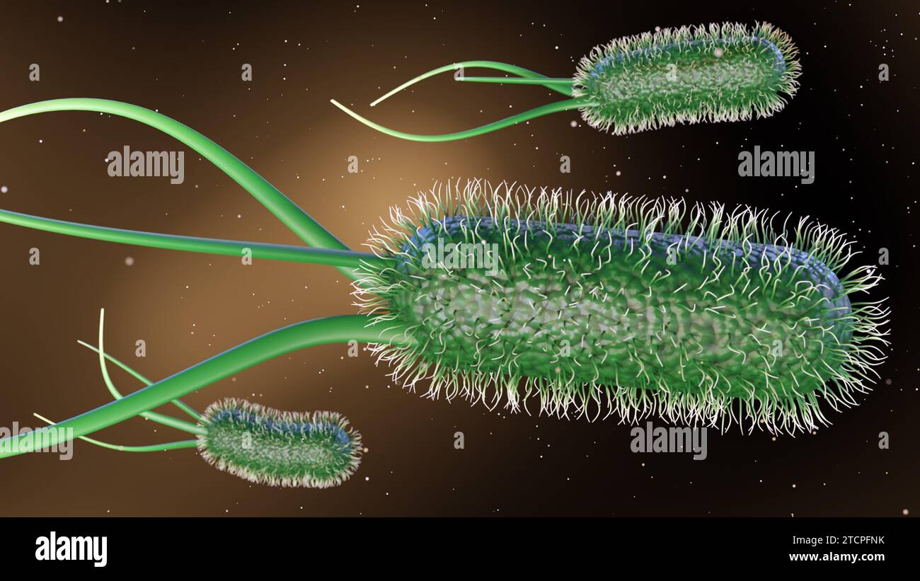 3d rendering of Escherichia coli, commonly known as E. coli, is a bacterium commonly found in the lower intestine of warm-blooded organisms Stock Photo