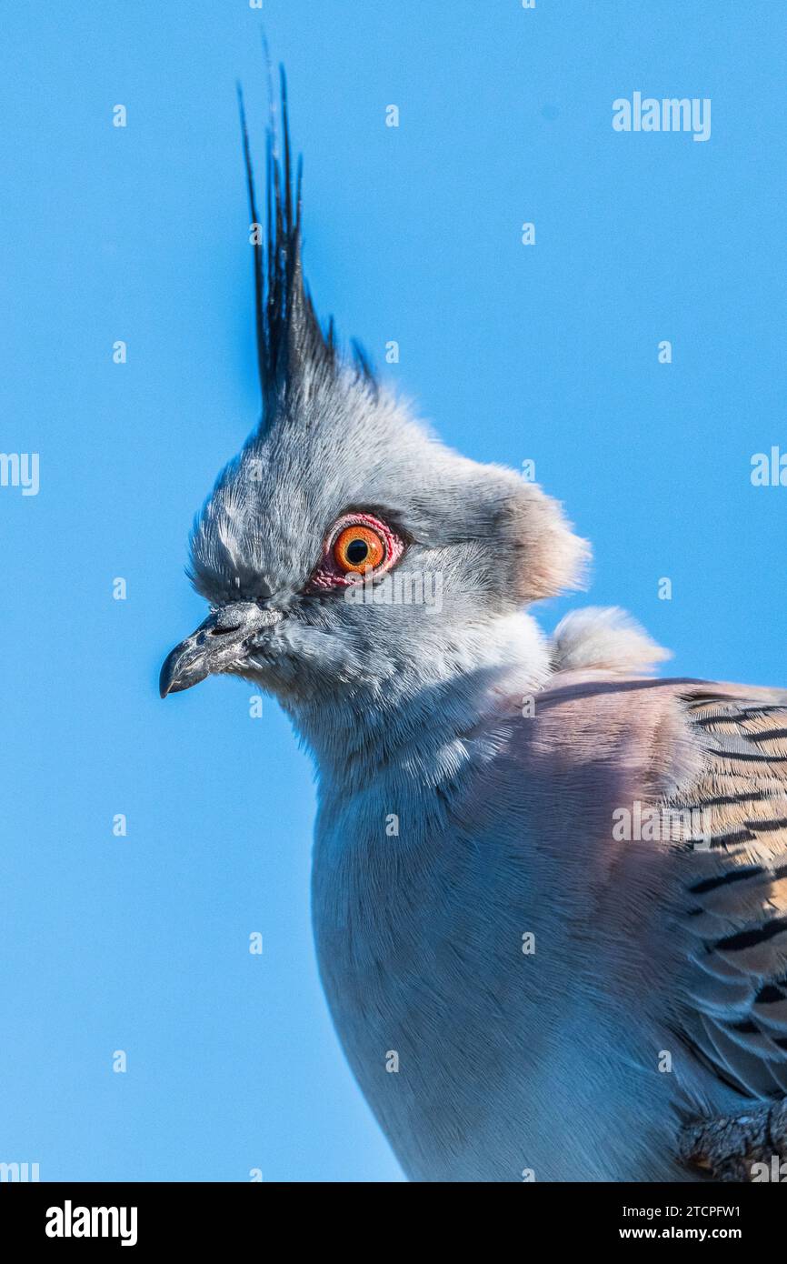 Australian bird silhouettes hi res stock photography and images Alamy