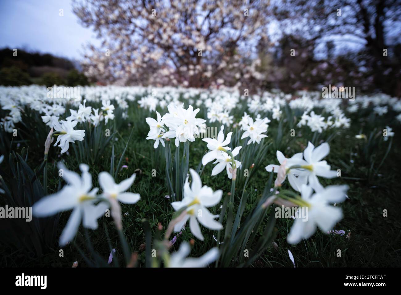Low Angle View of White Daffodil Flowers in a Garden During Spring Bloom, New Jersey, USA Stock Photo