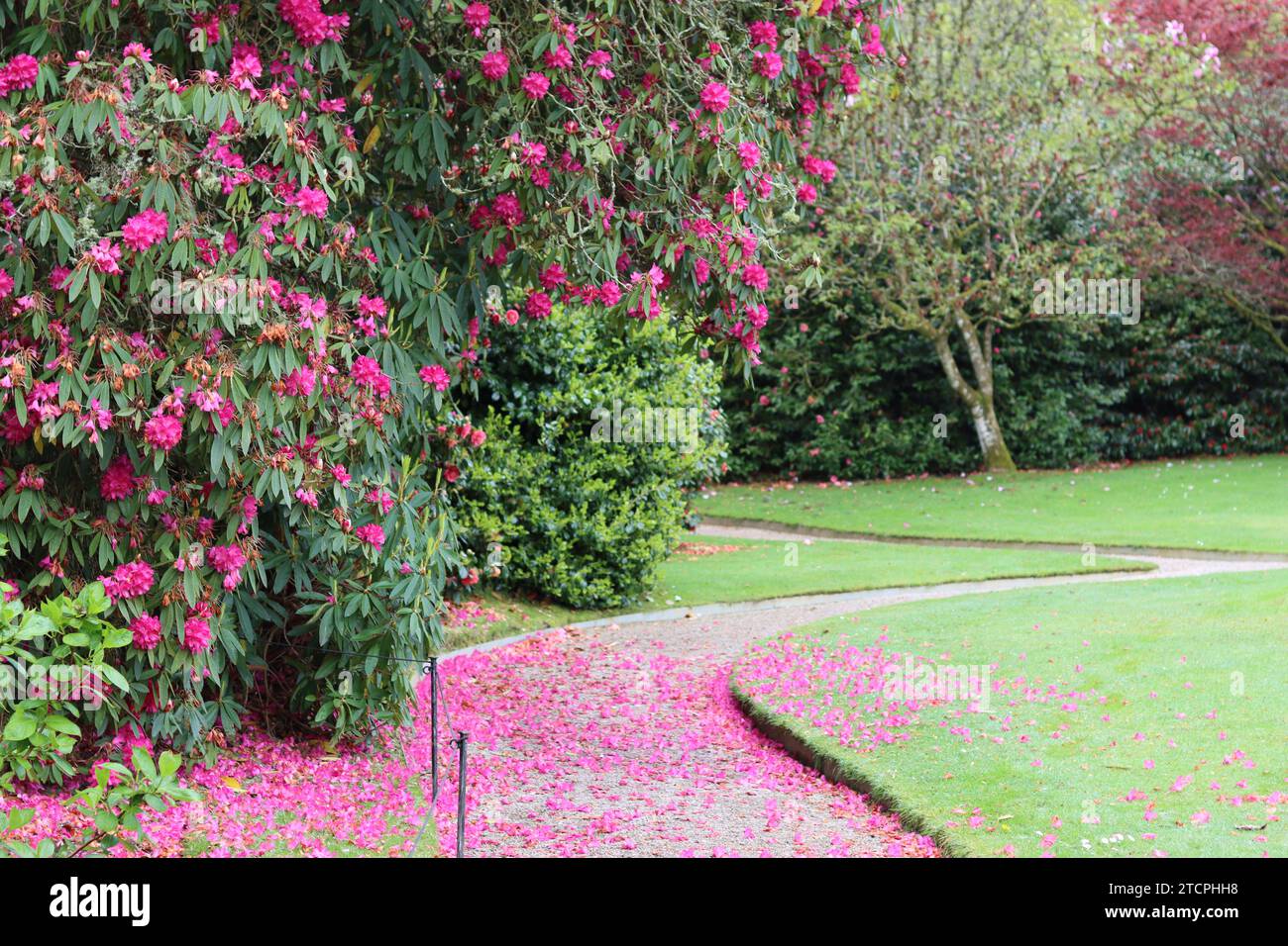 Path in rhododendron garden hi-res stock photography and images - Alamy