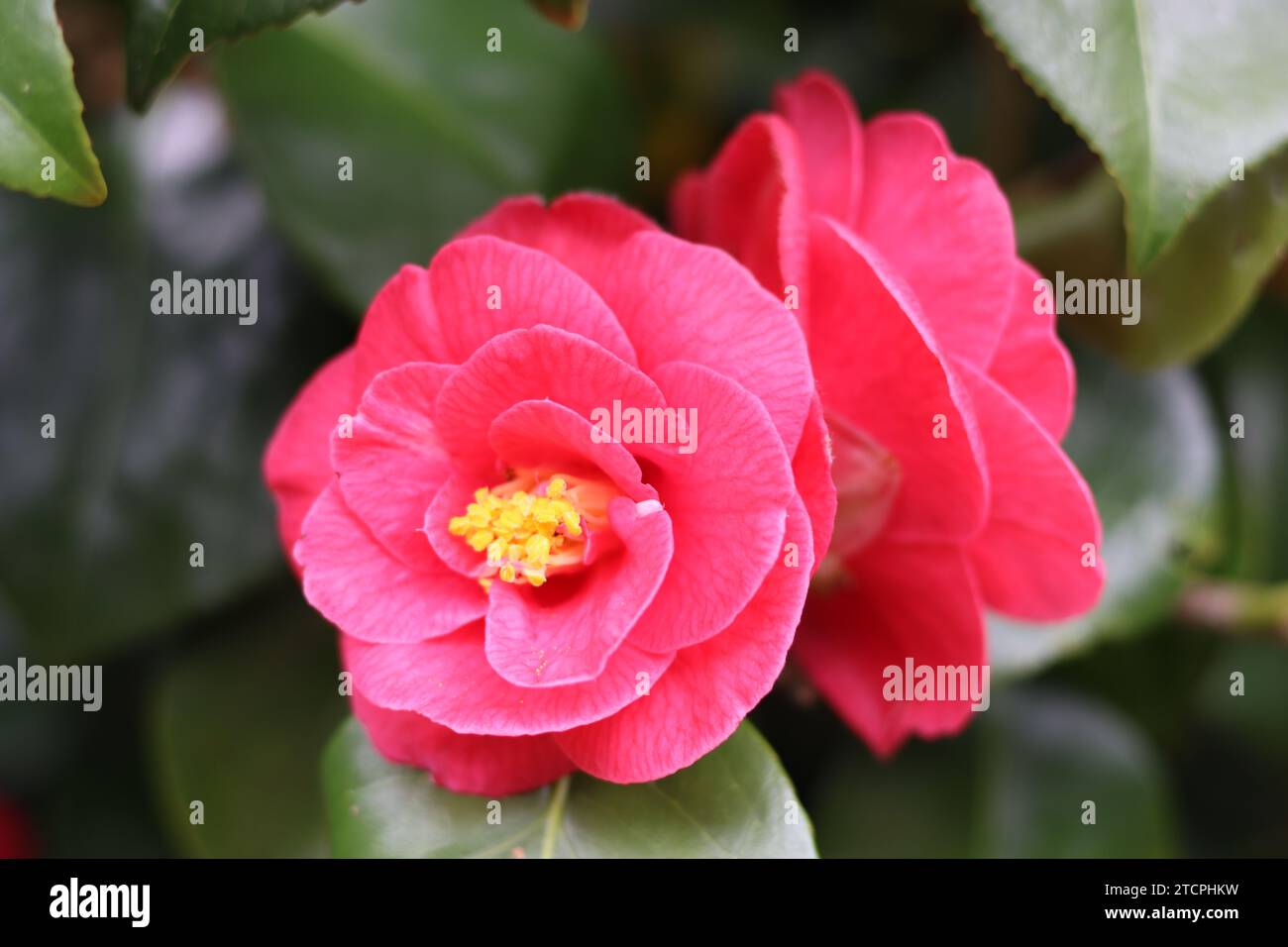 Close up of large pink camellia flowers in bloom Stock Photo