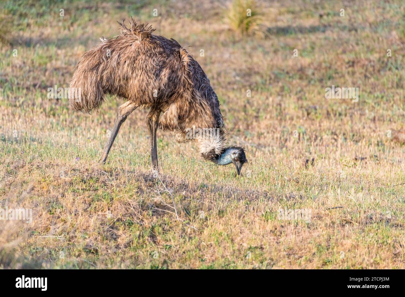 Wild Emu (Dromaius novaehollandiae), feeds on grass,  in New South Wales Pasture Stock Photo