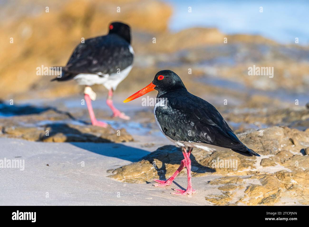 Pied oystercatcher (Haematopus longirostris), Coastal Bird of Australia